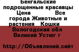 Бенгальские подрощенные красавцы. › Цена ­ 20 000 - Все города Животные и растения » Кошки   . Вологодская обл.,Великий Устюг г.